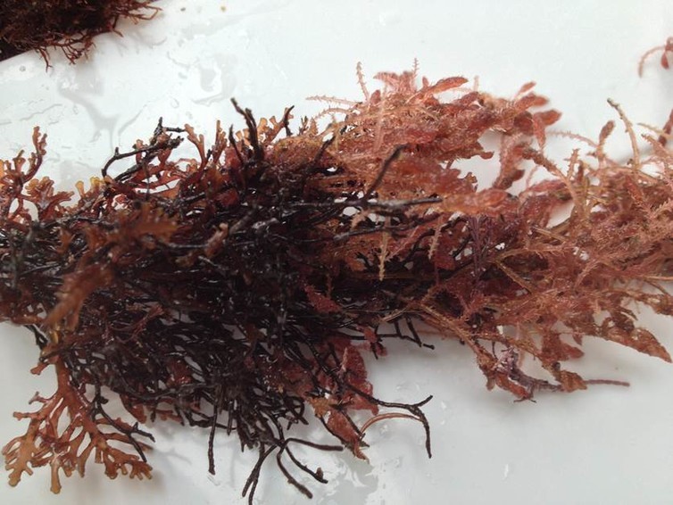 Text Box: Figure 1: A specimen of Asparagopsis Taxiformis. Source: Micheal Battaglia from http://blog.csiro.au